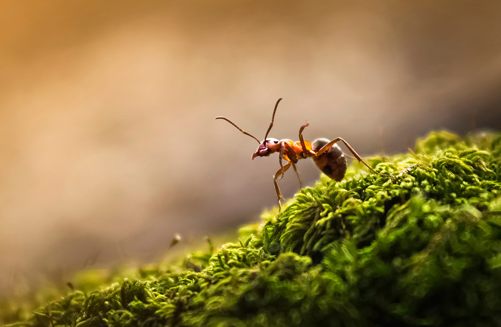 Сколько лет живут муравьи