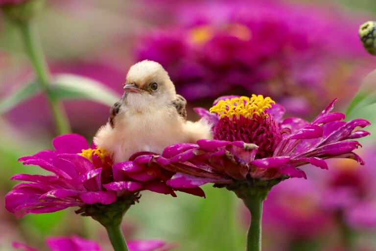 Самые маленькие птицы в мире: топ-10