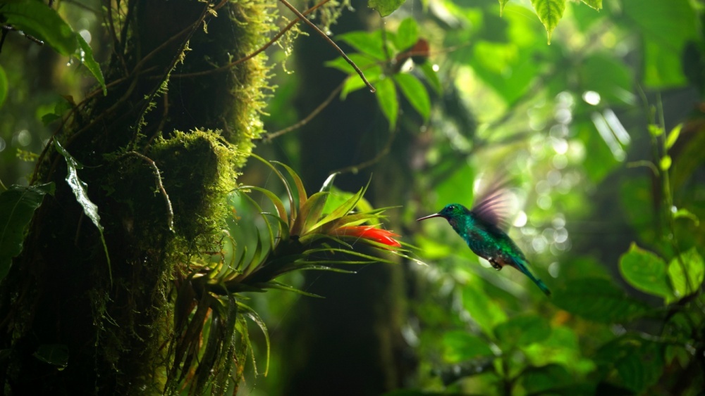 Тропические растения начали цвести в другое время из-за изменений климата