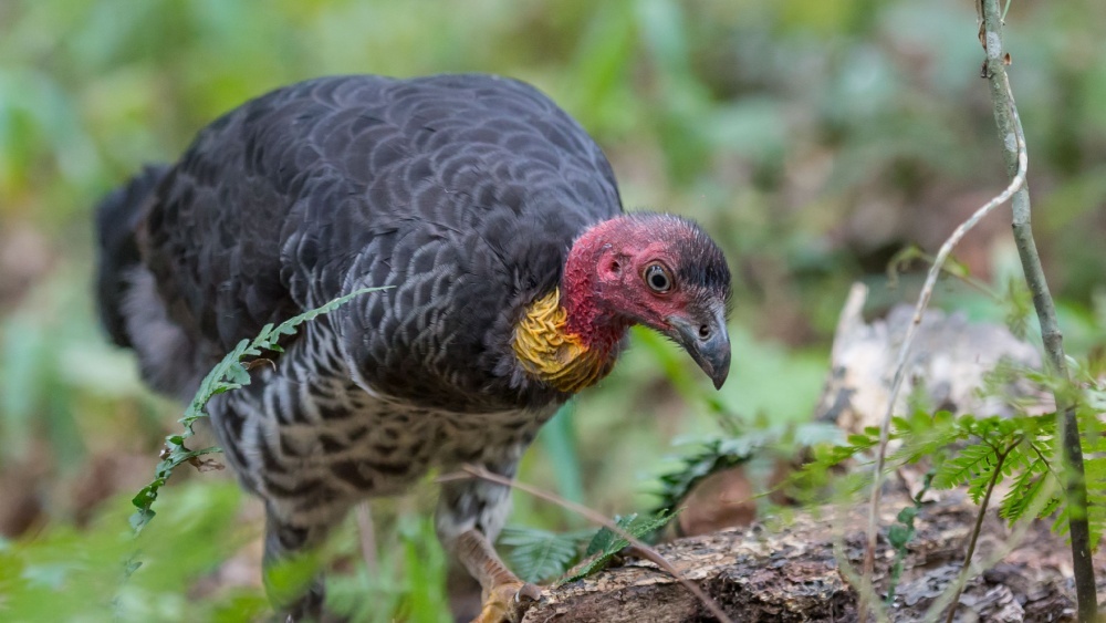 Биологи раскрыли, почему в разные годы появляется больше самок или самцов у птиц