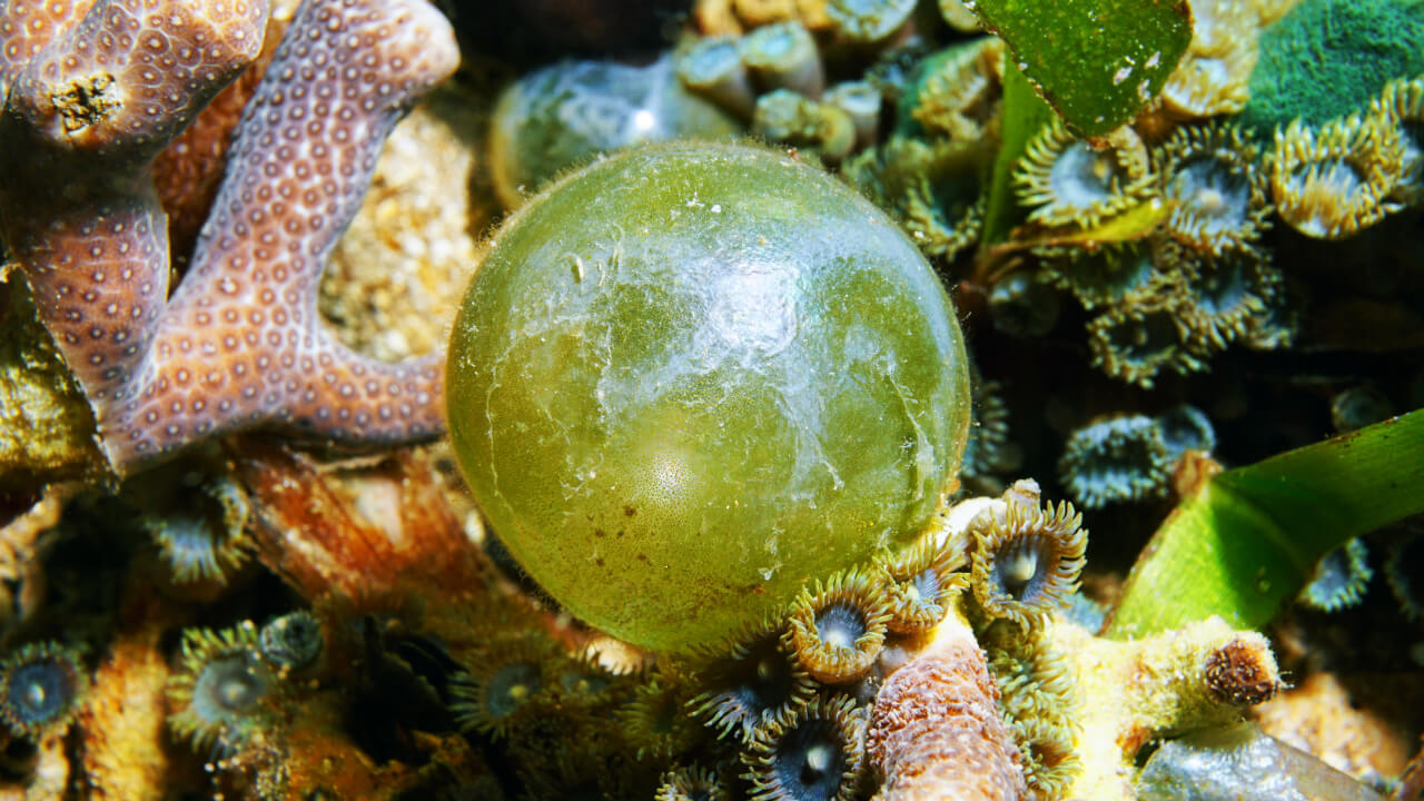 Валония пузатая: огромный пузырь, который так и хочется лопнуть