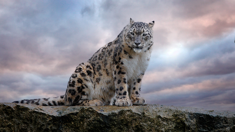 Снежный барс: невидимый хозяин гор