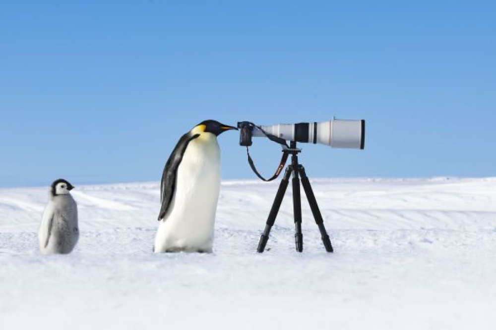 Лучшие фото пернатых: объявлены победители Bird Photographer of the Year