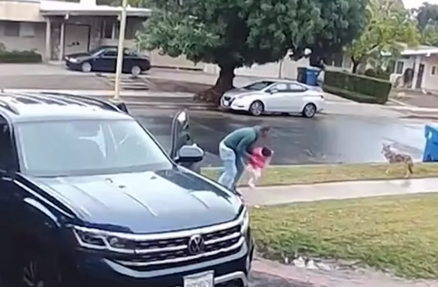 Драматичные кадры: отец спас маленькую дочь от нападения койота