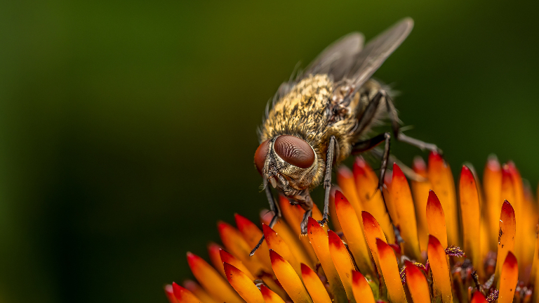 Кусаются ли мухи и почему