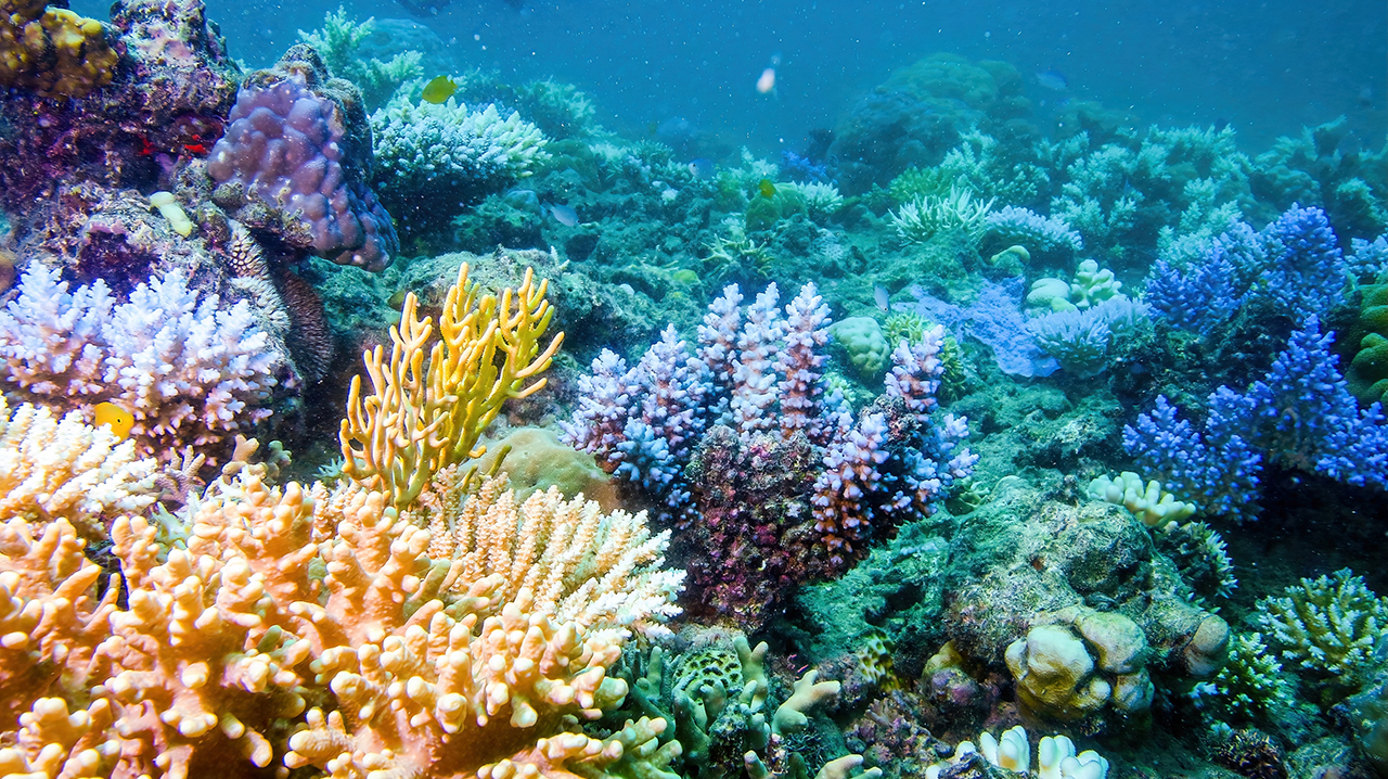 Эксперт ООН: Эль-Ниньо может привести к более 50% коралловых рифов