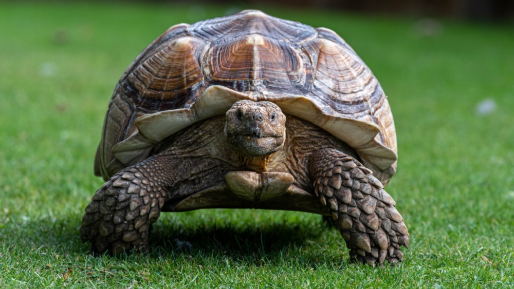 Аферисты распространили слухи о самой старой черепахе в мире для сбора пожертвований