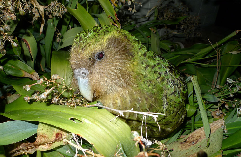 Суперфуд вдохновил редчайших нелетающих попугаев на брачный бум