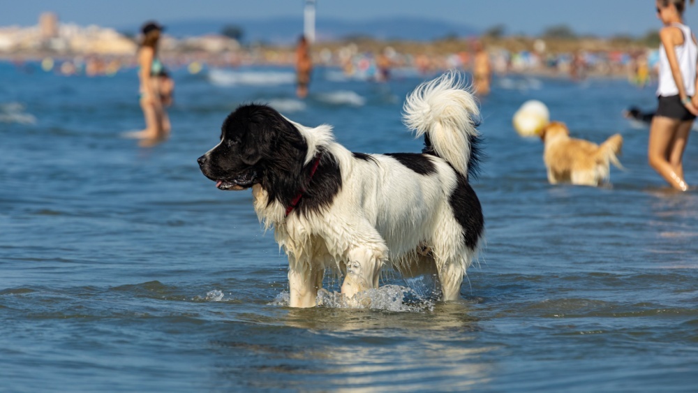 Россиянам запретят приводить на пляж животных