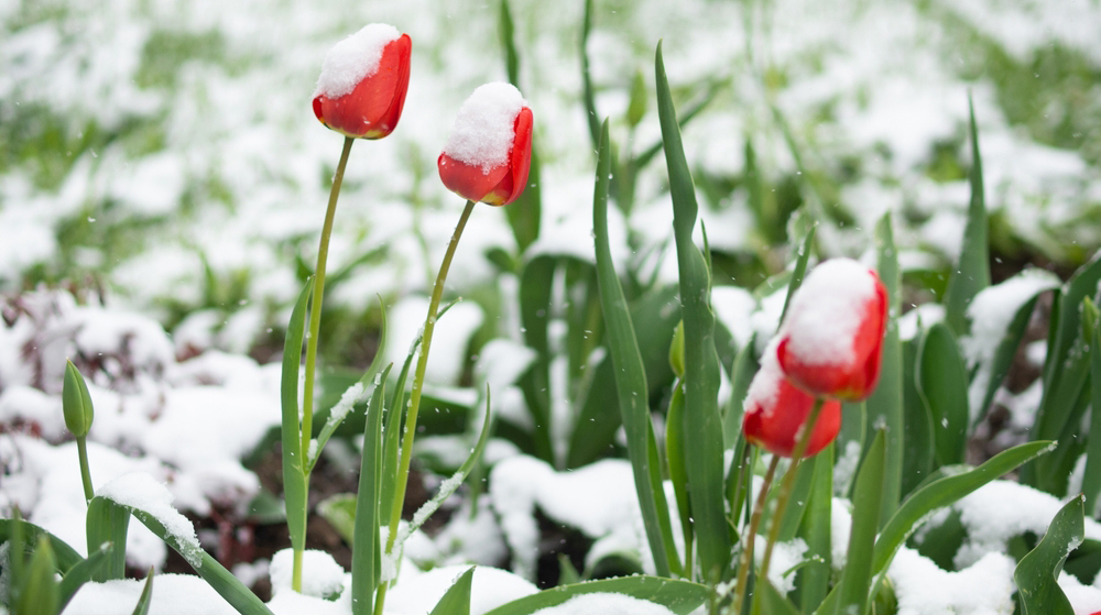 Погубят ли апрельские снегопады пионы, тюльпаны и сакуру — объясняет эксперт