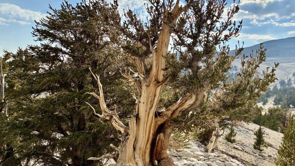 Секрет долголетия 5000-летней сосны раскрыли биологи