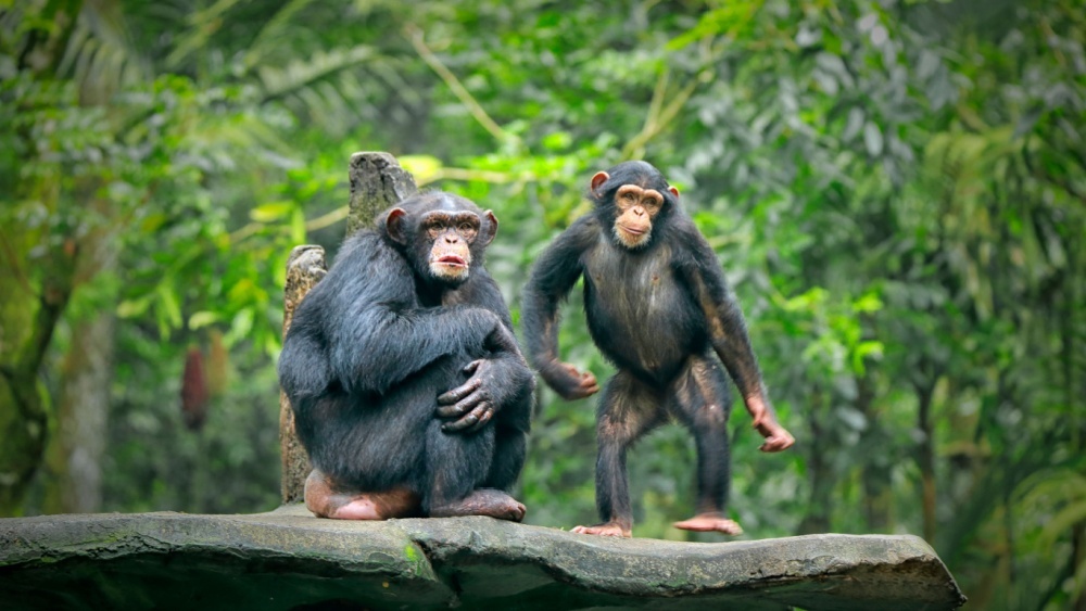 Почему шимпанзе не ходят, как люди? Ученые раскрыли биомеханические причины