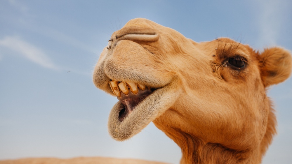 Для верблюдов устроили конкурс красоты, но участников не допустили из-за ботокса