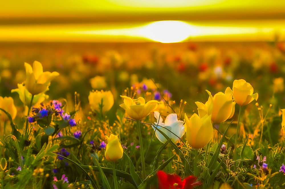 Где в России посмотреть цветение диких тюльпанов