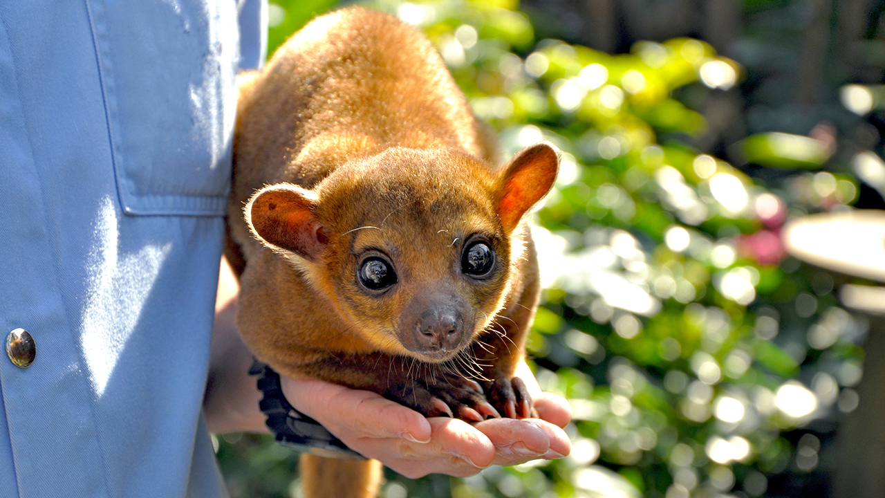 7 странных животных, которых заводят дома