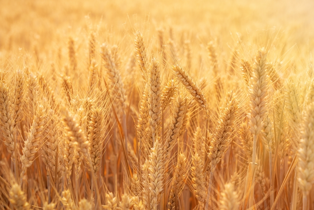 В древности пшеница была гораздо мощнее и «воинственнее» — открытие