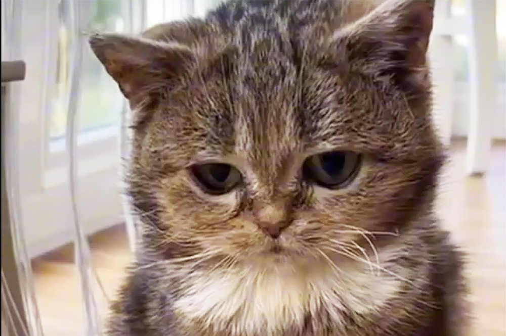 Выглядит как котенок: хозяева показали своего милого кота-дварфа