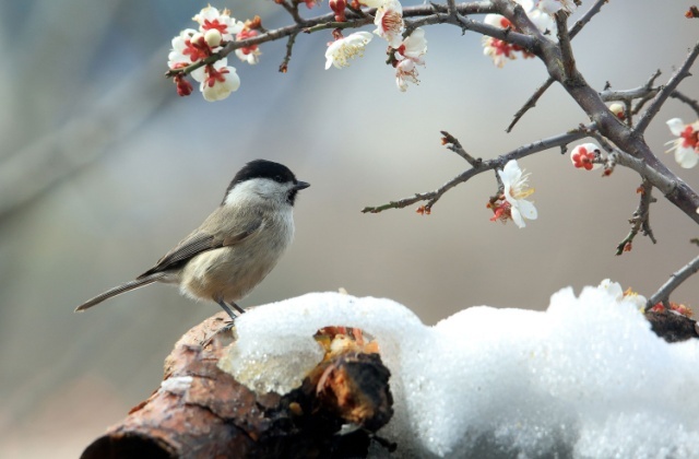 Стоит ли переживать за перелетных птиц во время заморозков — отвечает натуралист