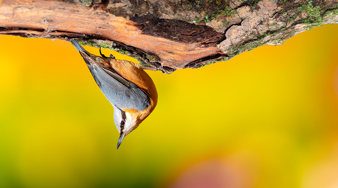 Бердвотчинг: где посмотреть на птиц в России
