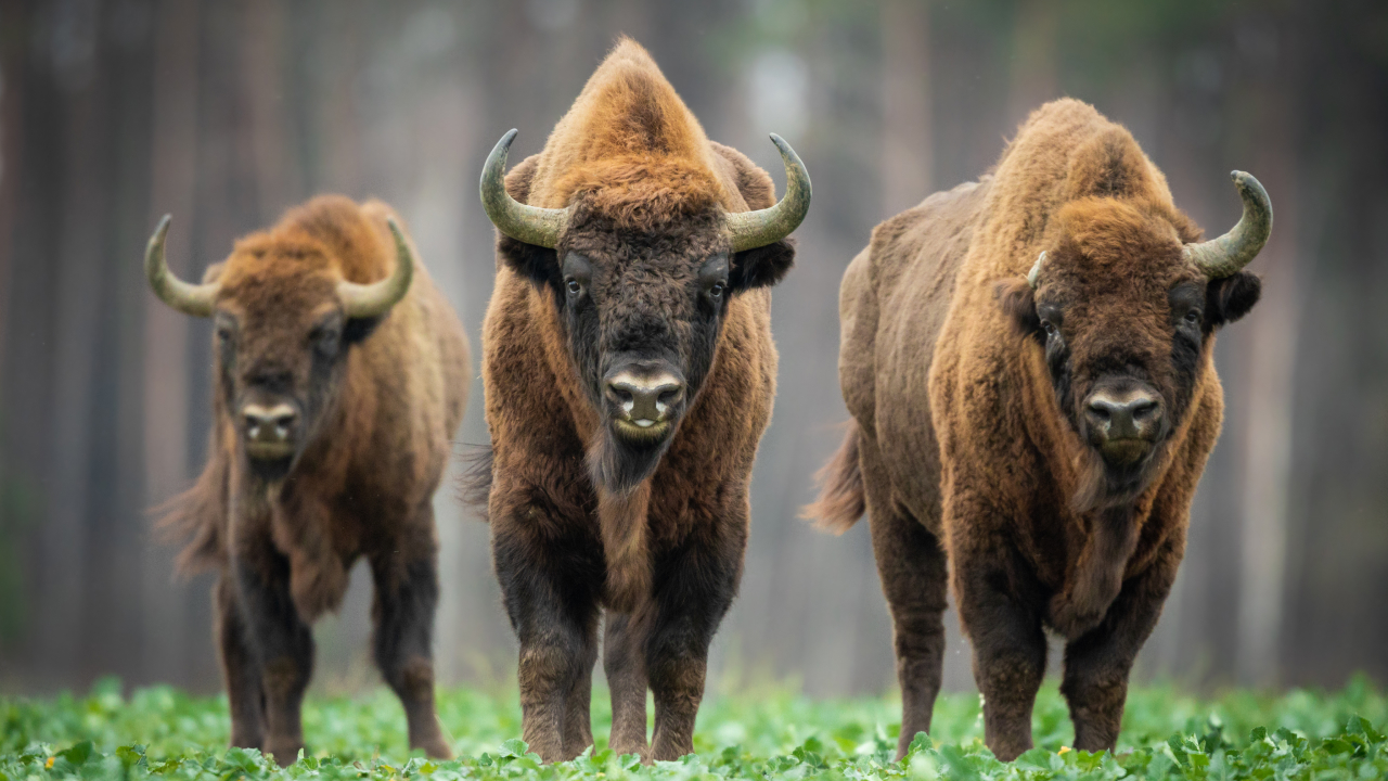 Правда ли, что больше всего зубров живет в Беларуси