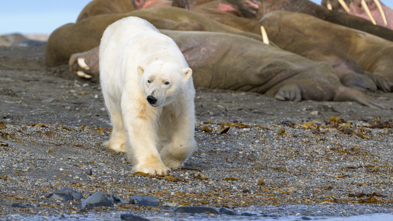 Найден ключ к разгадке парадокса Дарвина
