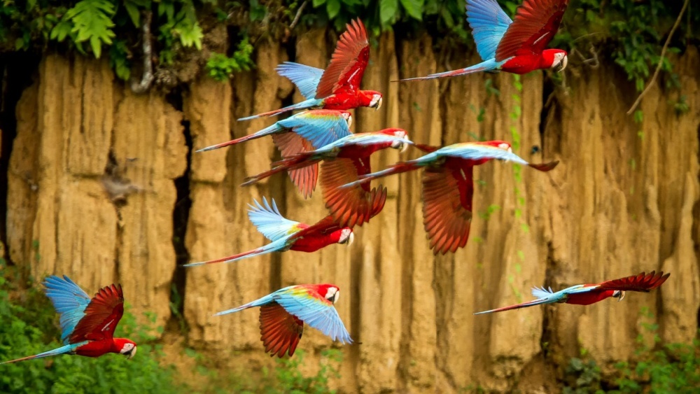 Перевозили за сотни км: найден редкий товар, который высоко ценили древние перуанцы