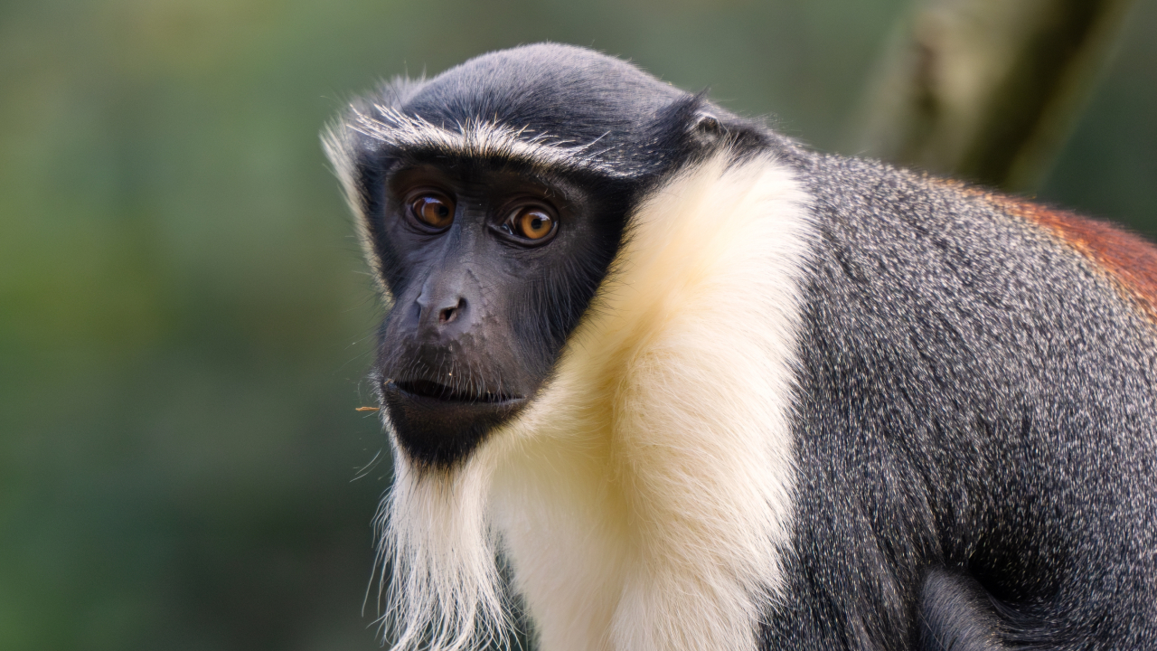 В британском зоопарке родился один из самых редких приматов в мире