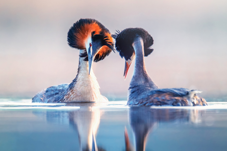 Что за птица чомга и как она выглядит