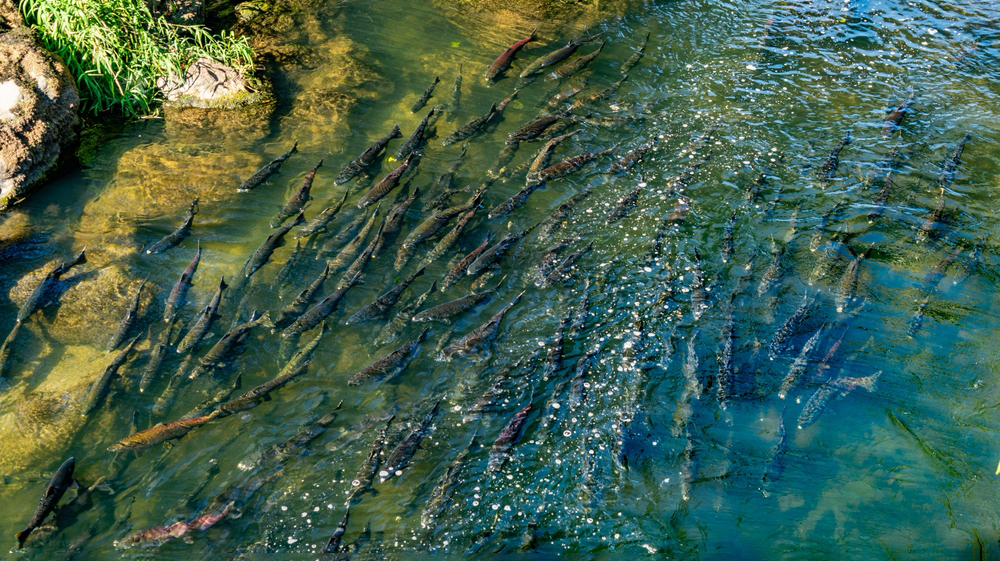 Великие речные миграции исчезают: 97% гигантских рыб под угрозой