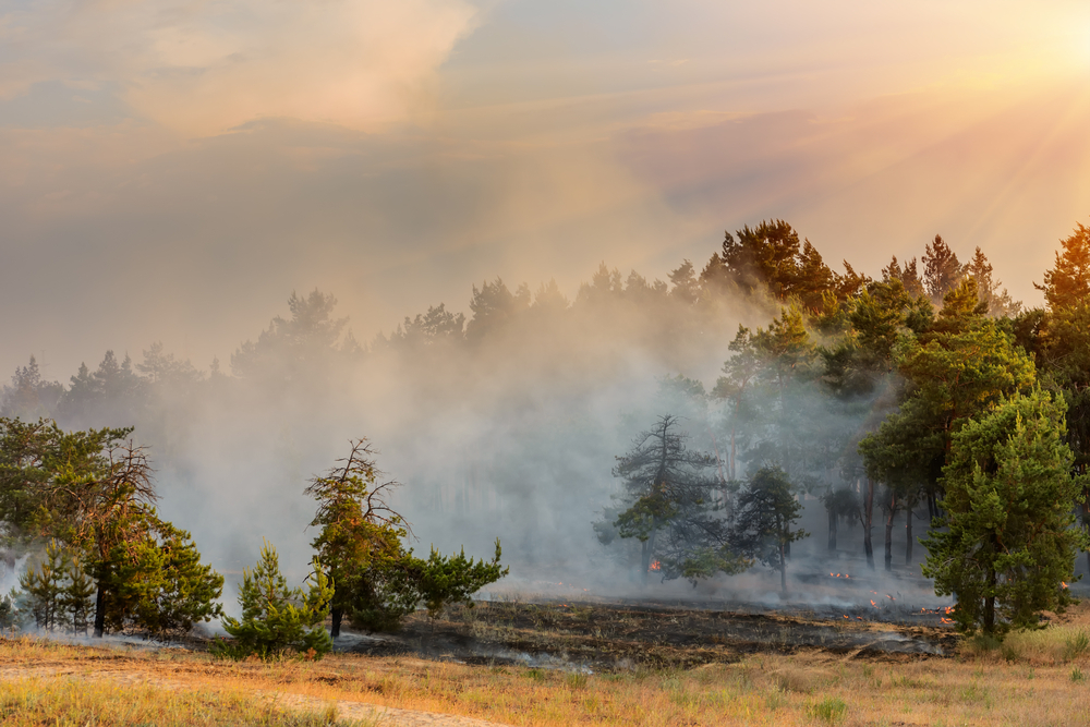 Что такое торфяные пожары и как их тушат