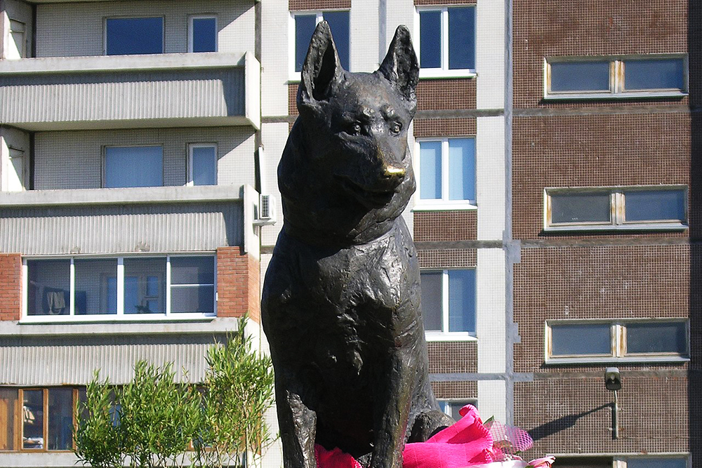 Названы самые «собачьи» города России