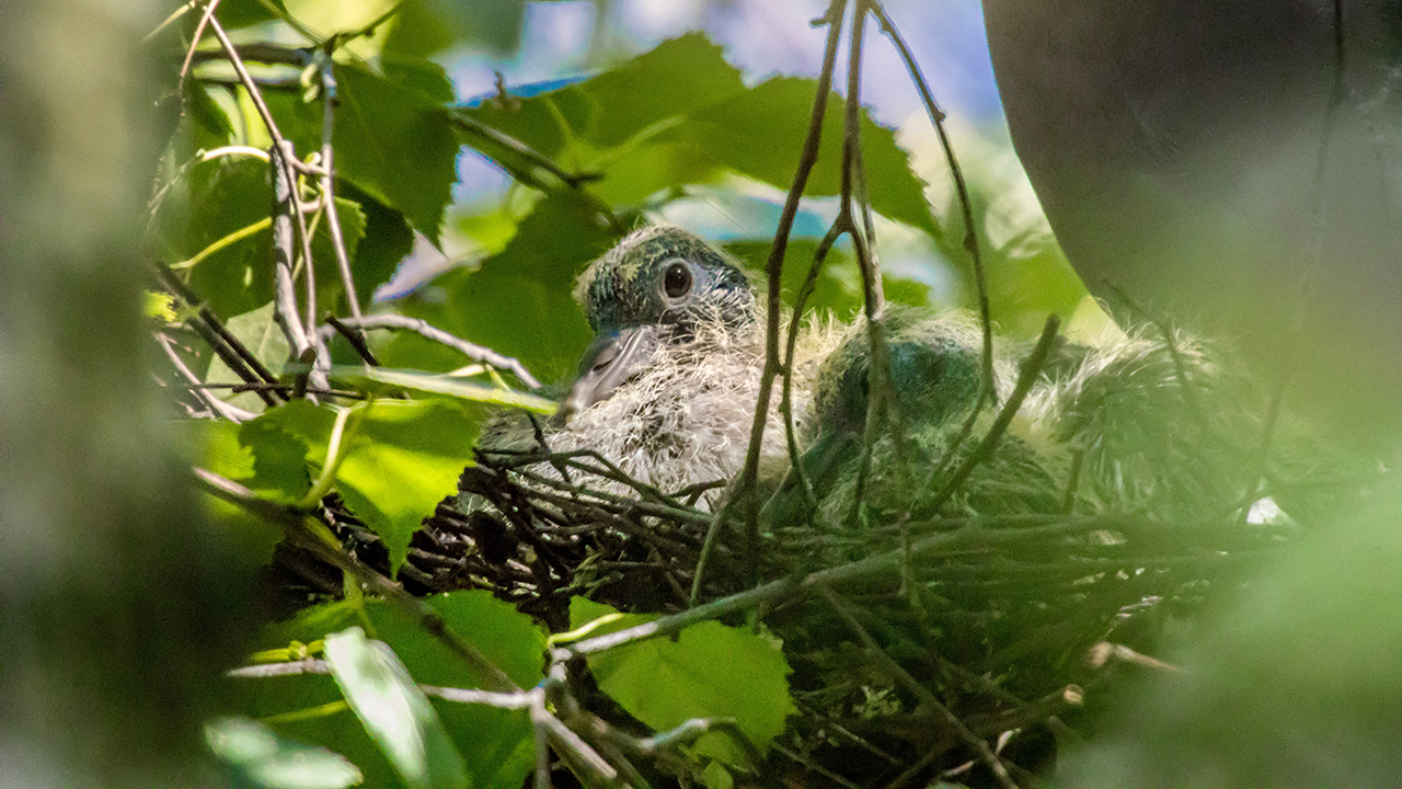 Почему мы никогда не видим птенцов голубей