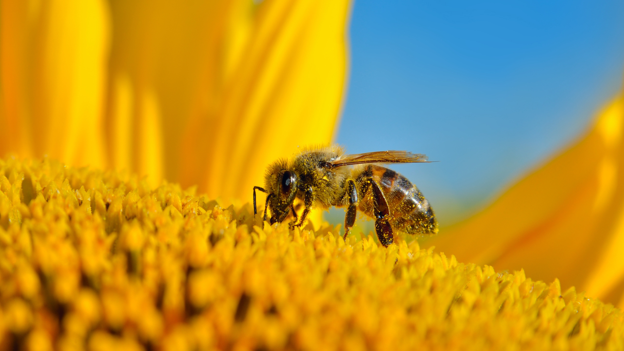 Гнездились в необычных местах: как жили древние пчелы