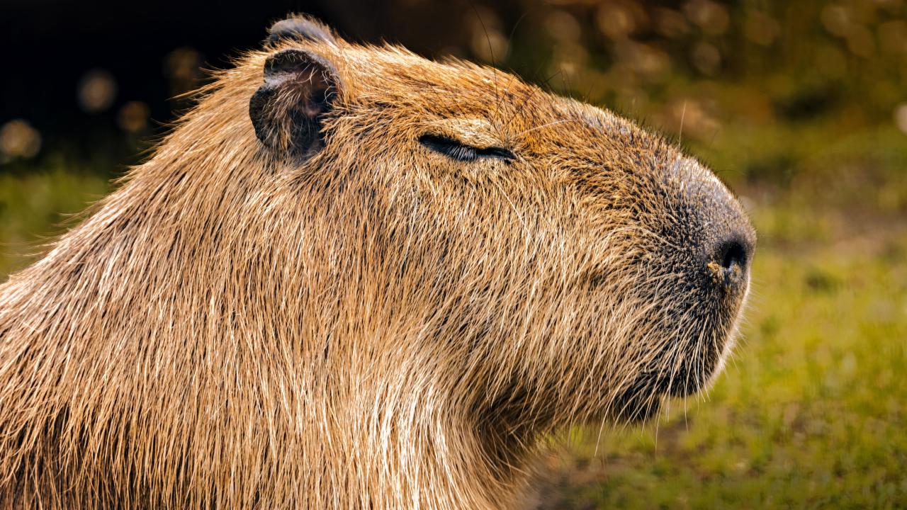Почему крокодилы не едят капибар: история неожиданного соседства
