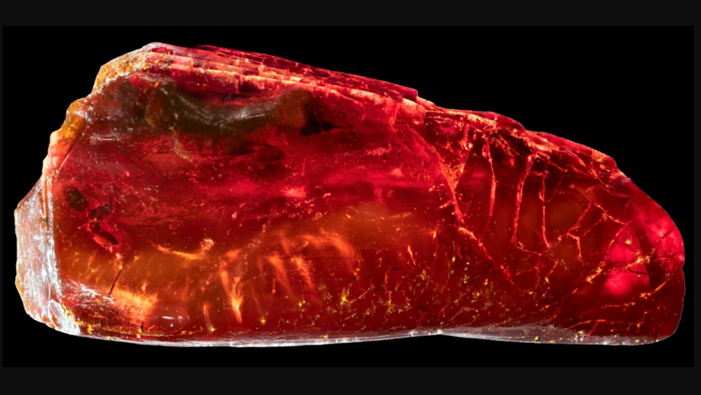 Муравья возрастом 40 млн лет нашли в коллекции янтаря Гете