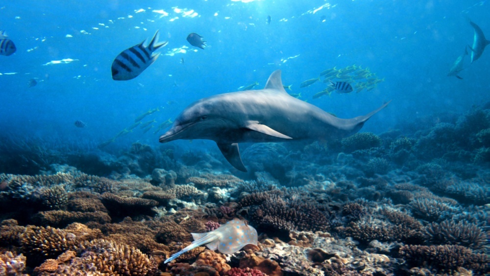 Приплыли рыбы и дельфины: высаженные 400 000 кораллов полностью изменили экосистему