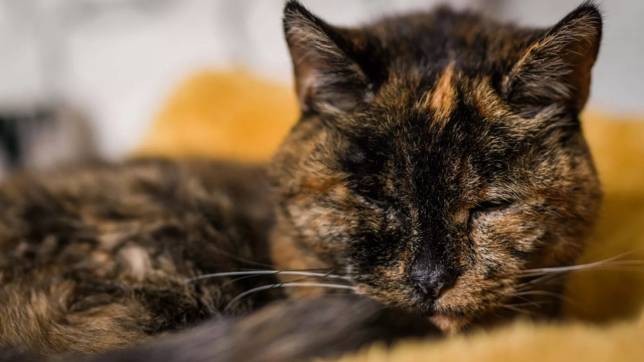 Невероятный рекорд: кошка Флосси отпраздновала свой 30-й день рождения