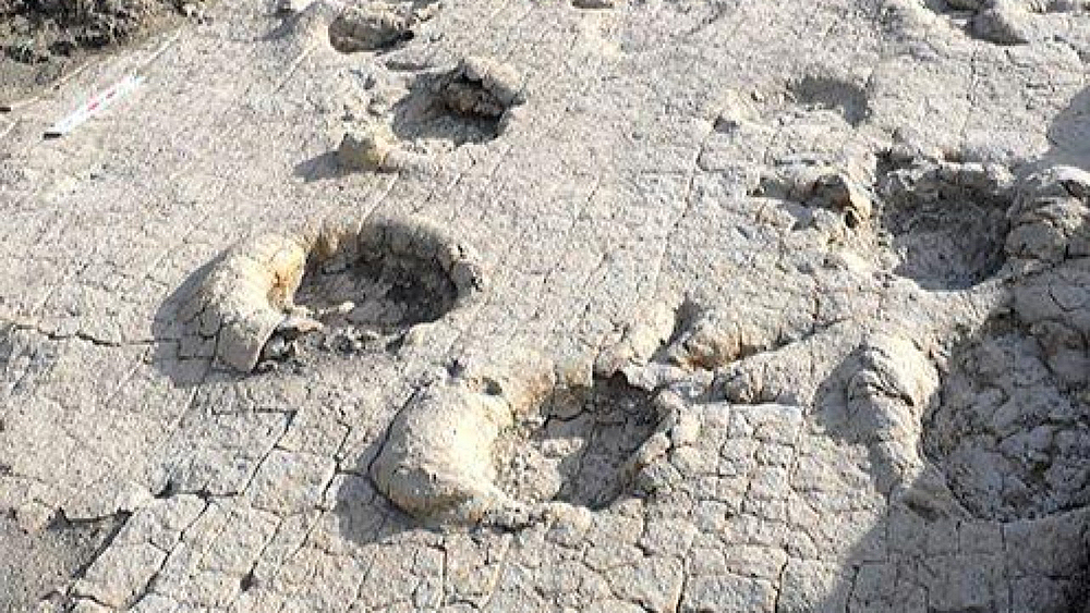 В Монголии нашли место, где бродили гигантские динозавры