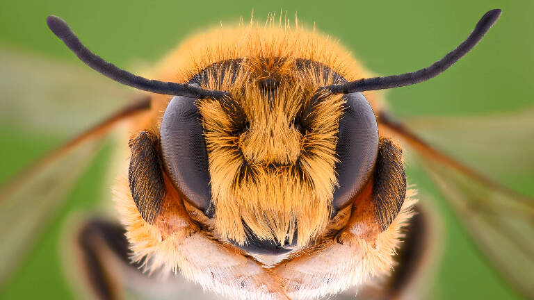 Почему сильная жара угрожает выживанию пчел — ученые