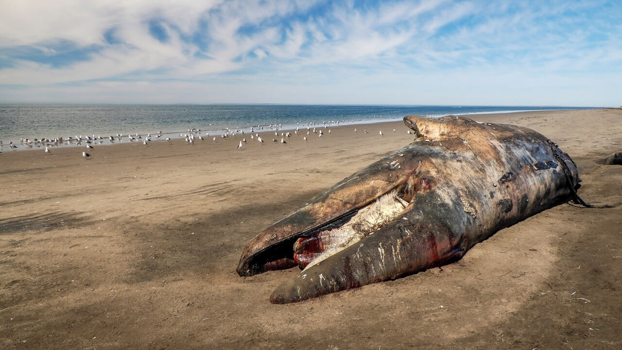 Деятельность человека угрожает планете крупнейшим вымиранием со времен динозавров