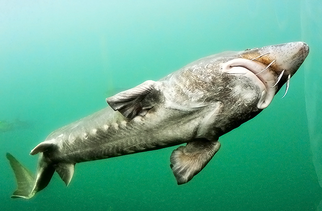 Самые большие рыбы России