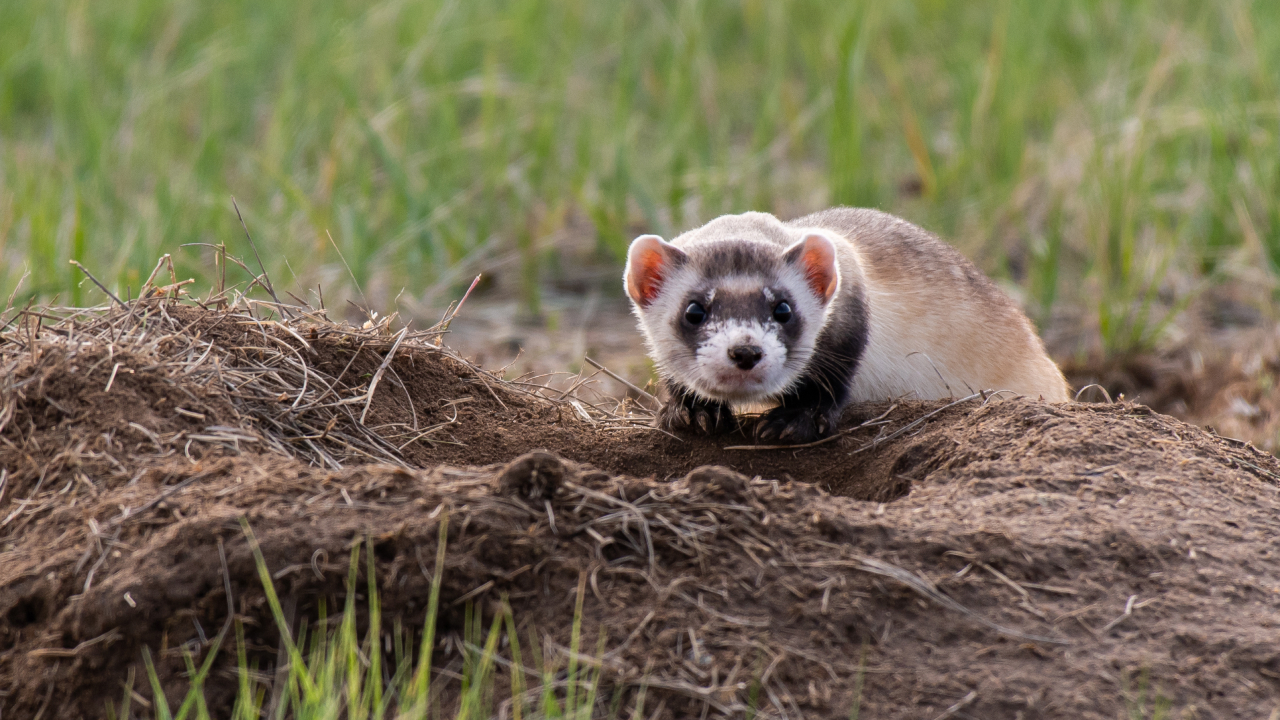 Редкий вид хорьков спасли благодаря клонированию