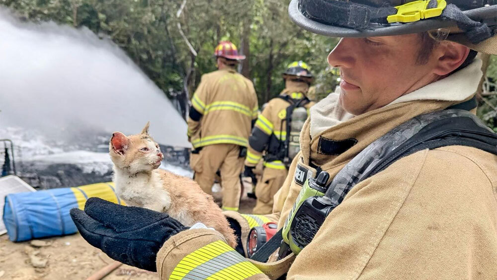 Пожарные спасли котенка из огня, но самое трогательное произошло потом