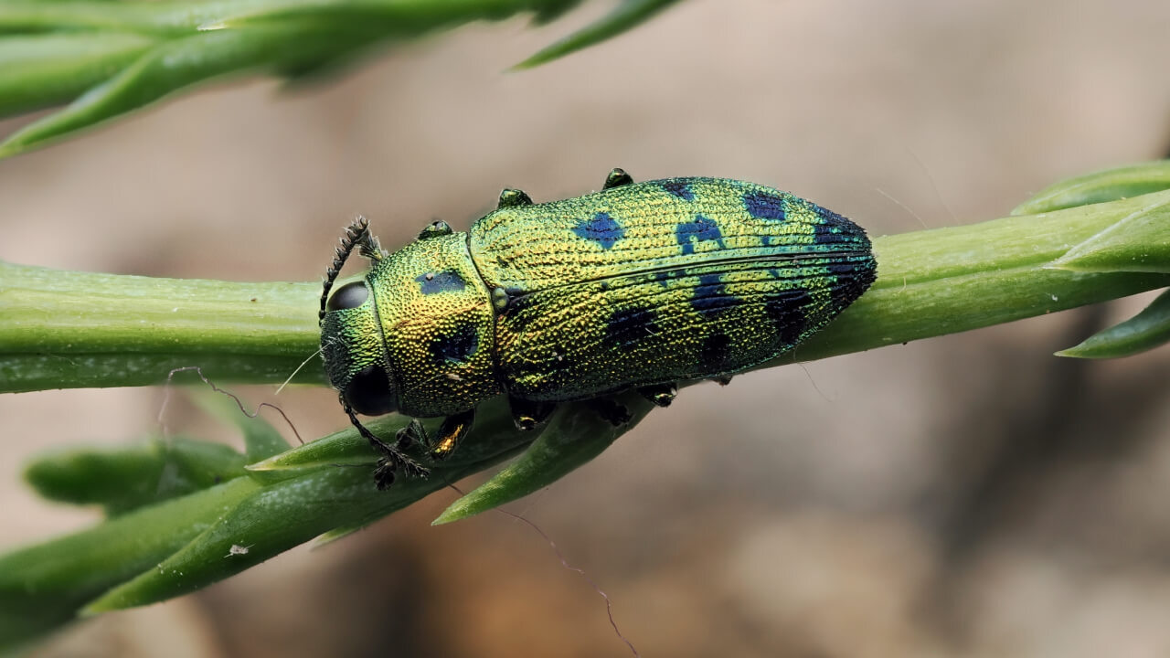 Чужаки среди нас: 7 инвазивных насекомых, которые нашли новый дом в России