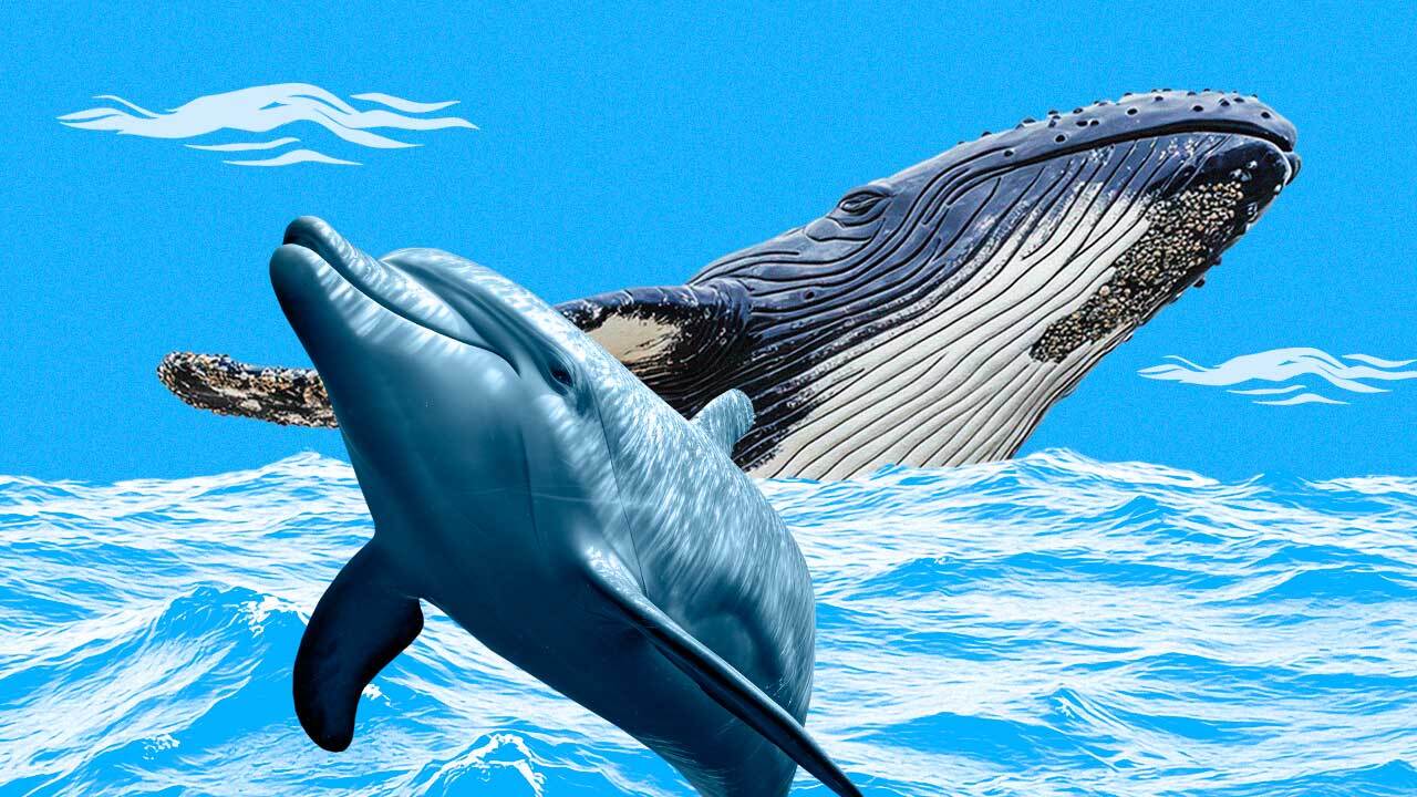 Дельфины — это киты? Сходства и отличия