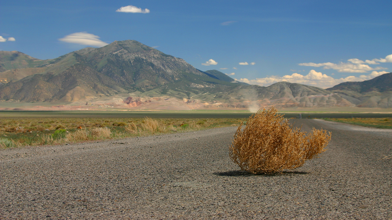 Перекати-поле: что заставляет растения вечно странствовать