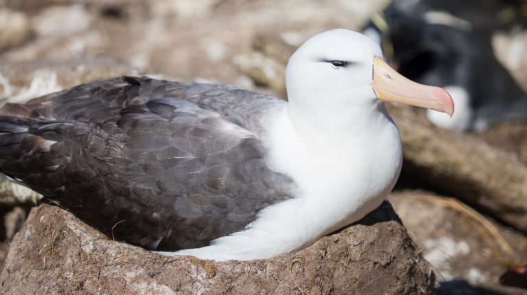 Зачем птицы высиживают камни