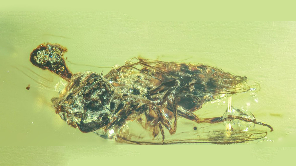 Ученые обнаружили древние «зомби-грибы» возрастом 99 млн лет