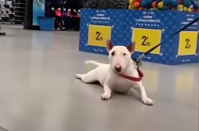 Очень ленивый бультерьер гуляет лежа