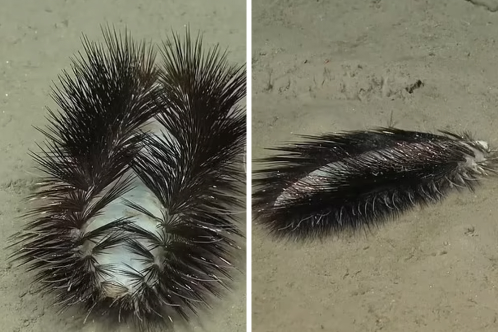 Подводный робот обнаружил странное существо на стыке тектонических плит в Тихом океане